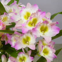 【一起園芸】デンドロビュウム「リセ」鉢花◆育てやすい蘭鉢です◆_画像2