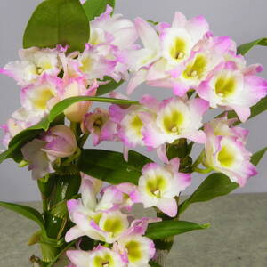 【一起園芸】デンドロビュウム「リセ」鉢花◆育てやすい蘭鉢です◆