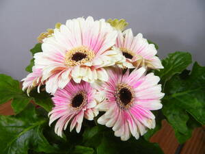 【一起園芸】ガーベラ・鉢花05◆可愛らしい花のガーベラです◆