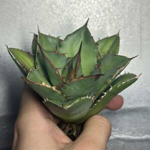 多肉植物 【特選】 アガベ agave titanota チタノタ「宝珠」強棘 10の画像5