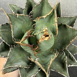 多肉植物 【特選】 アガベ agave titanota チタノタ『海王』 4の画像5