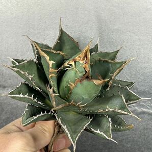 多肉植物 【特選】 アガベ agave titanota チタノタ『海王』 4の画像2