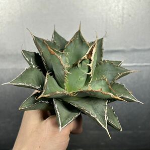 多肉植物 【特選】 アガベ agave titanota チタノタ『海王』 6の画像3