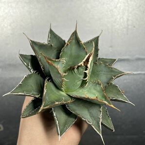 多肉植物 【特選】 アガベ agave titanota チタノタ『海王』 6の画像6