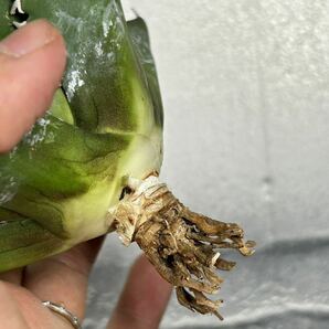 多肉植物 【特選】 アガベ agave titanota チタノタ『海王』 7の画像7