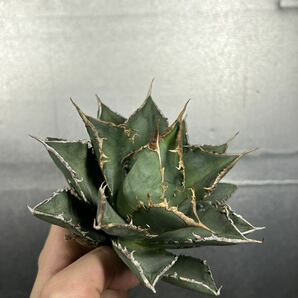 多肉植物 【特選】 アガベ agave titanota チタノタ『海王』 11の画像5