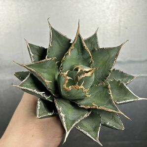 多肉植物 【特選】 アガベ agave titanota チタノタ『海王』 11の画像1