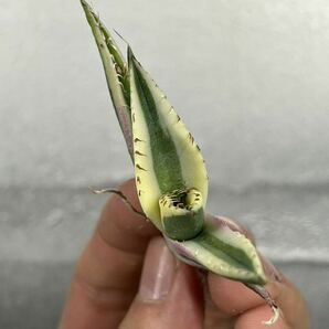 多肉植物 【特選】 アガベ agave titanota チタノタ『スナグルトゥース』 3の画像2