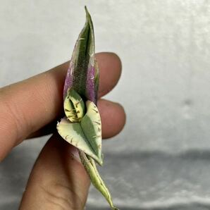 多肉植物 【特選】 アガベ agave titanota チタノタ『スナグルトゥース』 1の画像2