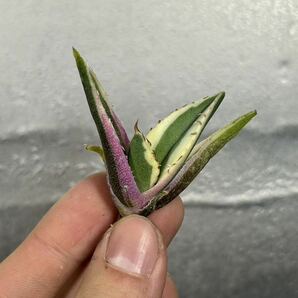 多肉植物 【特選】 アガベ agave titanota チタノタ『スナグルトゥース』 1の画像4