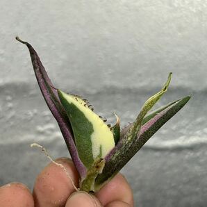 多肉植物 【特選】 アガベ agave titanota チタノタ『スナグルトゥース』 9の画像5