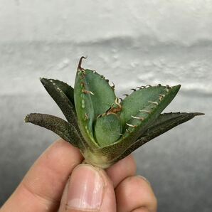 多肉植物 【特選】 アガベ agave titanota チタノタ『魔丸』 5の画像6