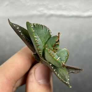 多肉植物 【特選】 アガベ agave titanota チタノタ『魔丸』 5の画像2