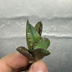 多肉植物 【特選】 アガベ agave titanota チタノタ『魔丸』 7の画像6