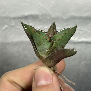 多肉植物 【特選】 アガベ agave titanota チタノタ『魔丸』 7の画像4