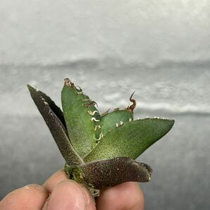 多肉植物 【特選】 アガベ agave titanota チタノタ『魔丸』 8の画像4