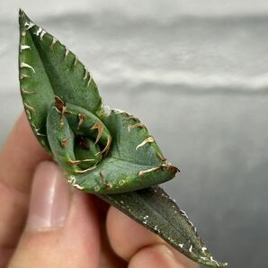 多肉植物 【特選】 アガベ agave titanota チタノタ『魔丸』 8の画像1