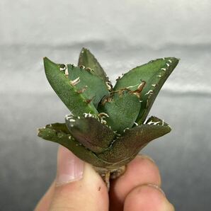 多肉植物 【特選】 アガベ agave titanota チタノタ『魔丸』 9の画像4