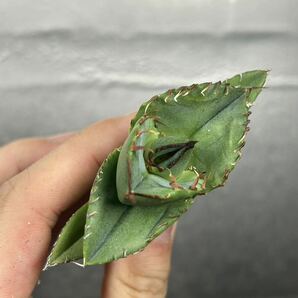 多肉植物 【特選】 アガベ agave titanota 『ジャガーノート』 9の画像4
