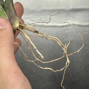 多肉植物 【特選】 アガベ agave titanota チタノタ『南アフリカダイヤモンド』 1の画像7