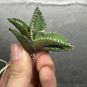 多肉植物 【特選】 アガベ agave titanota チタノタ『南アフリカダイヤモンド』 3の画像5