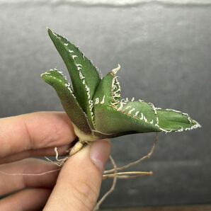 多肉植物 【特選】 アガベ agave titanota チタノタ『南アフリカダイヤモンド』 4の画像6