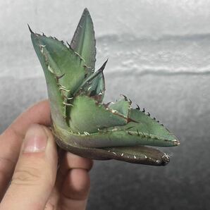 多肉植物 【特選】 アガベ agave titanota チタノタ『黒犀牛』 7の画像3