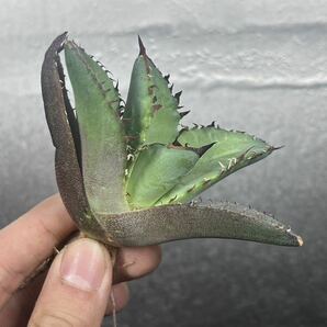 多肉植物 【特選】 アガベ agave titanota チタノタ『黒犀牛』 7の画像1