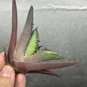 多肉植物 【特選】 アガベ agave titanota チタノタ『黒犀牛』 10の画像3