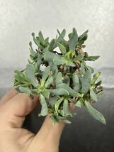 【現品限り】オトンナ・レピドカウリスOthonna lepidocaulis【植物】塊根植物 夏型 コーデックス2_画像4