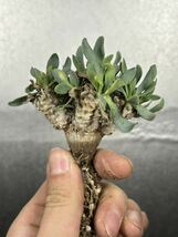 【現品限り】オトンナ・レピドカウリスOthonna lepidocaulis【植物】塊根植物 夏型 コーデックス2_画像3