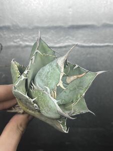 多肉植物　【特選】　アガベ　agave titanota チタノタ『白氷』　1