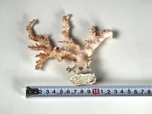 珊瑚　サンゴ　原木　高さ約11cm　桃色さんご_画像8