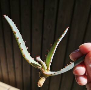 アロエ ディバリカータ　連刺タイプ　カット苗　発根済み Aloe divaricata　多肉植物