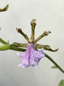 【vandaka】開花中！ zygopetalum maculatum ザイゴペタラム マクラタム 原種洋蘭 ミニチュアオーキッド ペルー便