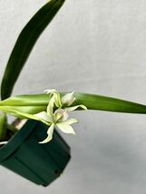 【vandaka】開花中！ Anacheilium fragrans アナケイリウム フラグランス 原種洋蘭 ミニチュアオーキッド ペルー便_画像3