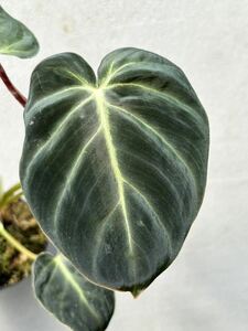 【vandaka】Philodendron verrucosum 'Choco' フィロデンドロン ベルコーサム 'チョコ' ペルー便 アロイド