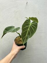 【vandaka】philodendron 'Triumphan フィロデンドロン トリュンファン アロイド_画像6