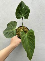 【vandaka】philodendron 'Triumphan フィロデンドロン トリュンファン アロイド_画像4