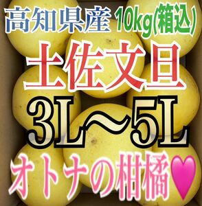 オトナの味！高知県産 土佐文旦『爽やかな甘みと程良い苦み』3L～5L 約10kg（箱込）『ブランド果実』⑤