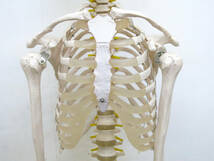 ◆人体模型/スタンド付き◆約180cm/全身模型・骨格模型・標本・モデル・教材・整体_画像3