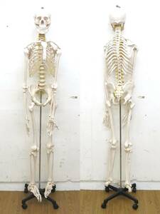 ◆人体模型/スタンド付き◆約180cm/全身模型・骨格模型・標本・モデル・教材・整体