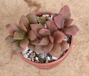 《桜吹雪》 ちび苗 抜き苗 多肉植物 観葉植物 寄せ植え アナカンプセロス