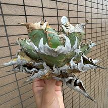 アガベ“OAXACA WILD” SUPER SPECIAL EDTION“ オアハカ　御神木　化け物レベル　ブルー血統　オテロイ　メキシコチルプラ[Chill__Plants_画像4