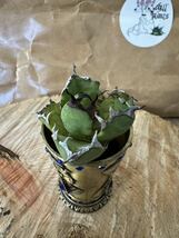 Agave Titanota ”DRAFT MINI“ (06)インドネシア産　アガベ　オテロイ　チタノタ　[Chill__Plants] チルプラ　_画像4