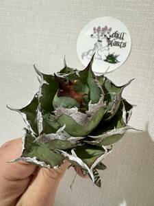 Agave Titanota ”ITALIY FO076” 子株３つ付き　手乗りサイズ　8cm イタリア産　アガベ　オテロイ　チタノタ　[Chill__Plants] チルプラ　