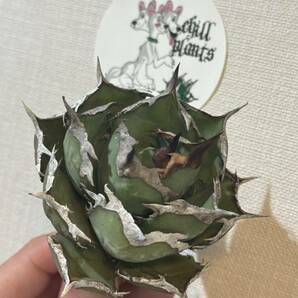 Agave Titanota ”ITALIY FO076”（02）子株３つ付き 手乗りサイズ イタリア産 アガベ オテロイ チタノタ [Chill__Plants] チルプラ の画像3