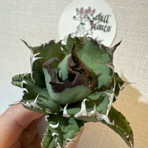 Agave Titanota ”DRAFT MINI“ (01) 6cm ムチムチ インドネシア産 アガベ オテロイ チタノタ [Chill__Plants] チルプラ の画像3