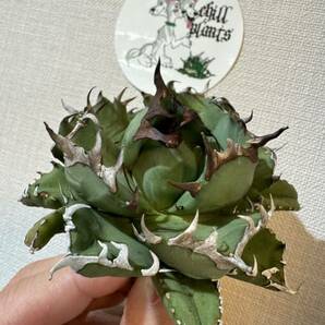 Agave Titanota ”DRAFT MINI“ (02) 特選個体 6cm ムチムチ インドネシア産 アガベ オテロイ チタノタ [Chill__Plants] チルプラ の画像1