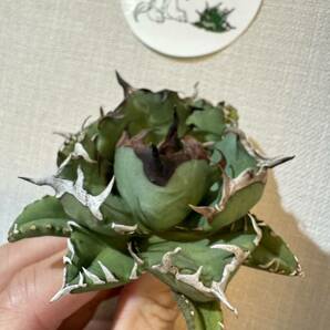 Agave Titanota ”DRAFT MINI“ (03) 選抜個体 6cm ムチムチ インドネシア産 アガベ オテロイ チタノタ [Chill__Plants] チルプラ の画像4